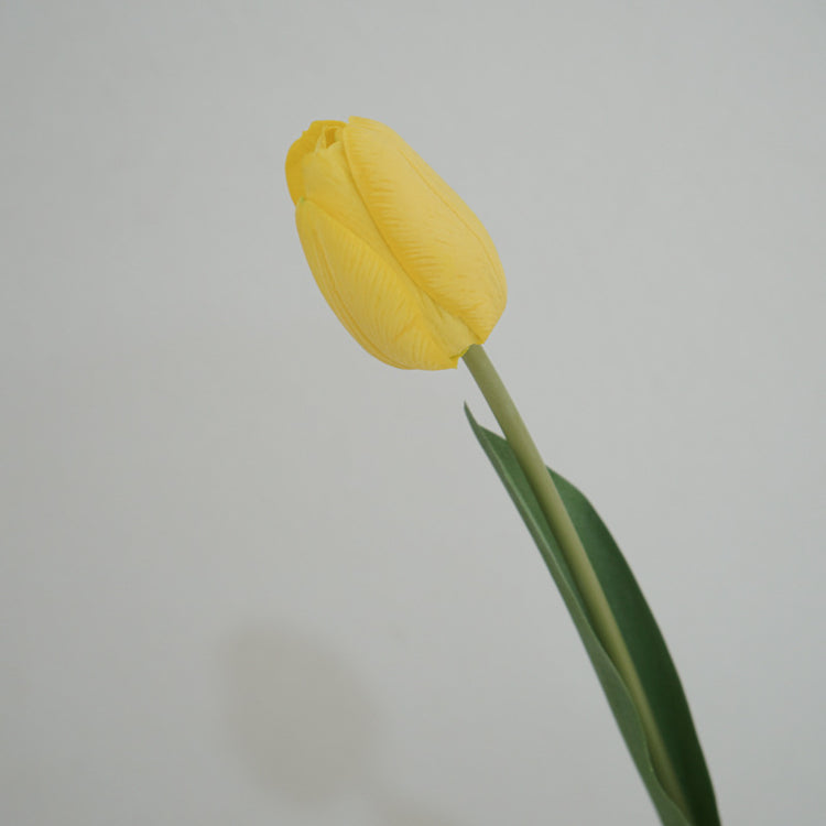 Tulip Symphony yellow