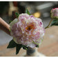 Artificial Peony Flowers 8 Gradient Purple Stems with Purple Vase