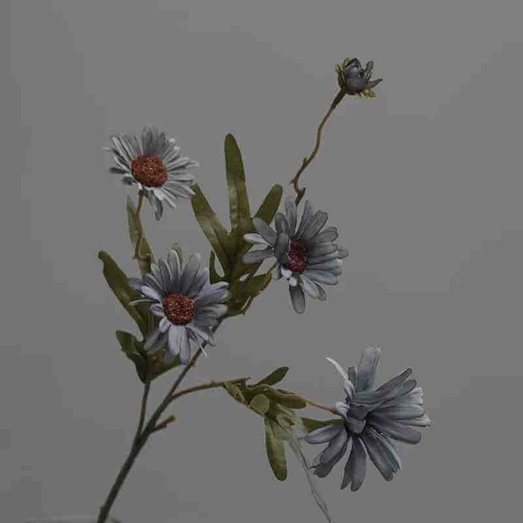 Chrysanthemum