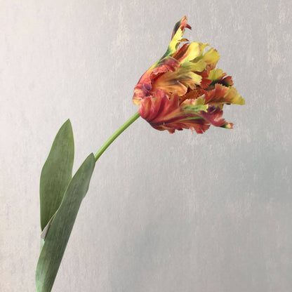 Realistic Fringed Faux Flower Moisture-Touch Parrot Tulip