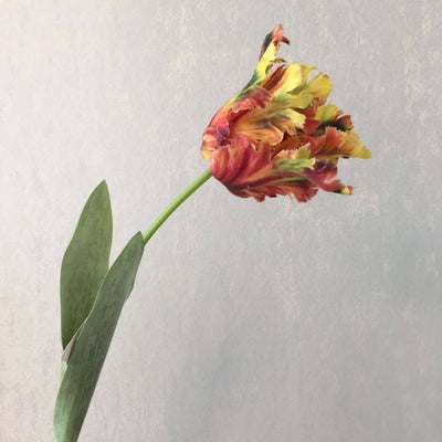 Realistic Fringed Faux Flower Moisture-Touch Parrot Tulip