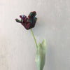 Realistic Fringed Faux Flower Moisture-Touch Parrot Tulip