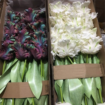 Realistic Fringed Faux Flower Moisture-Touch Parrot Tulip