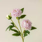 Light Purple Peony