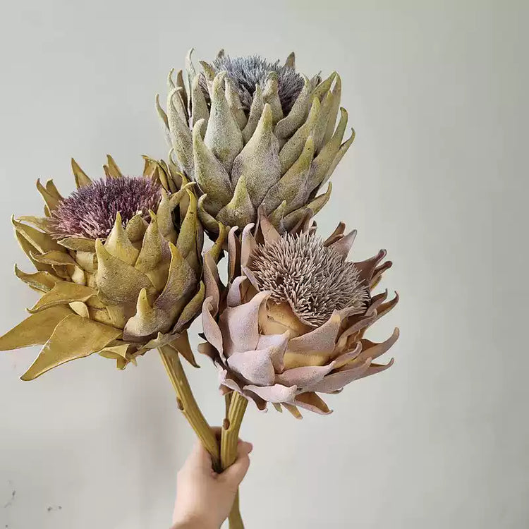 Protea