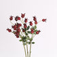 Rosehip Berry  