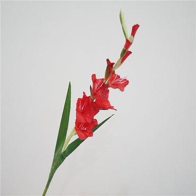 Gladiolus Arti Mauve