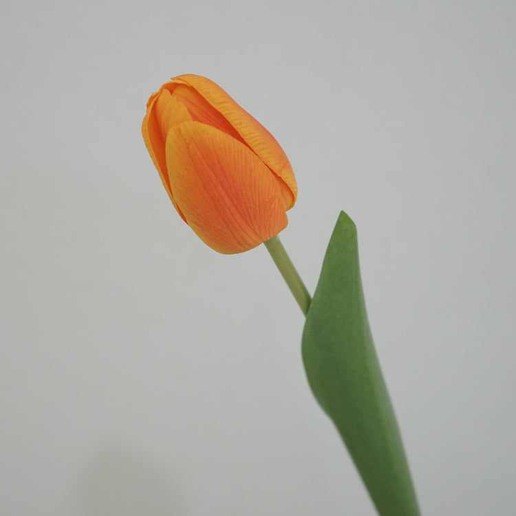 Tulip Symphony orange