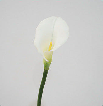 calla