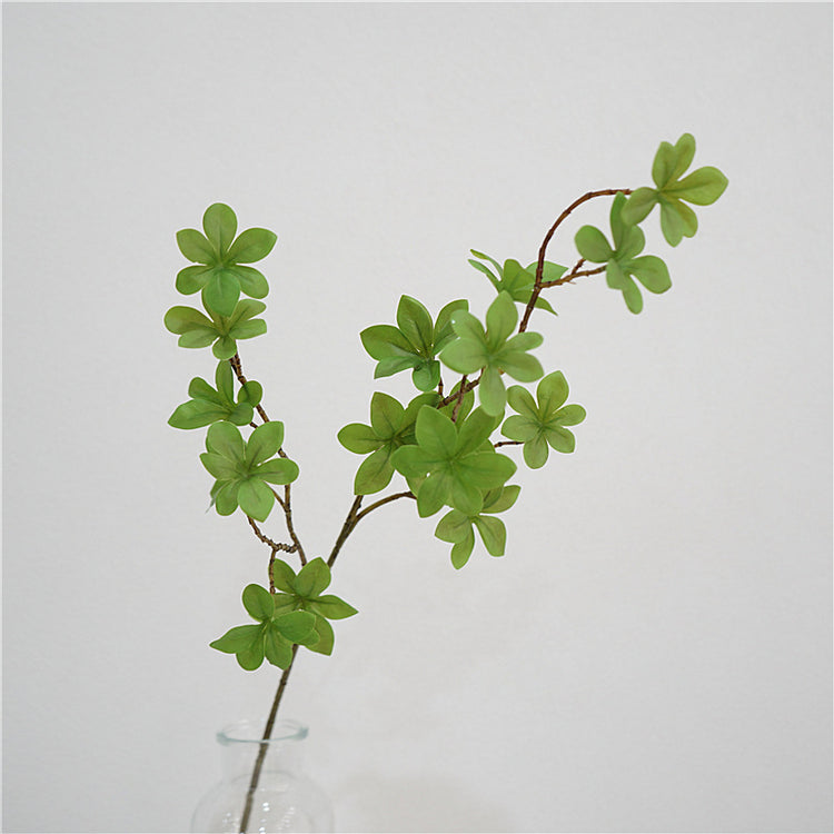 Enkianthus