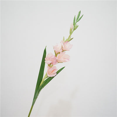 Gladiolus Arti pink