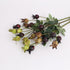 Rosehip Berry  coffee green