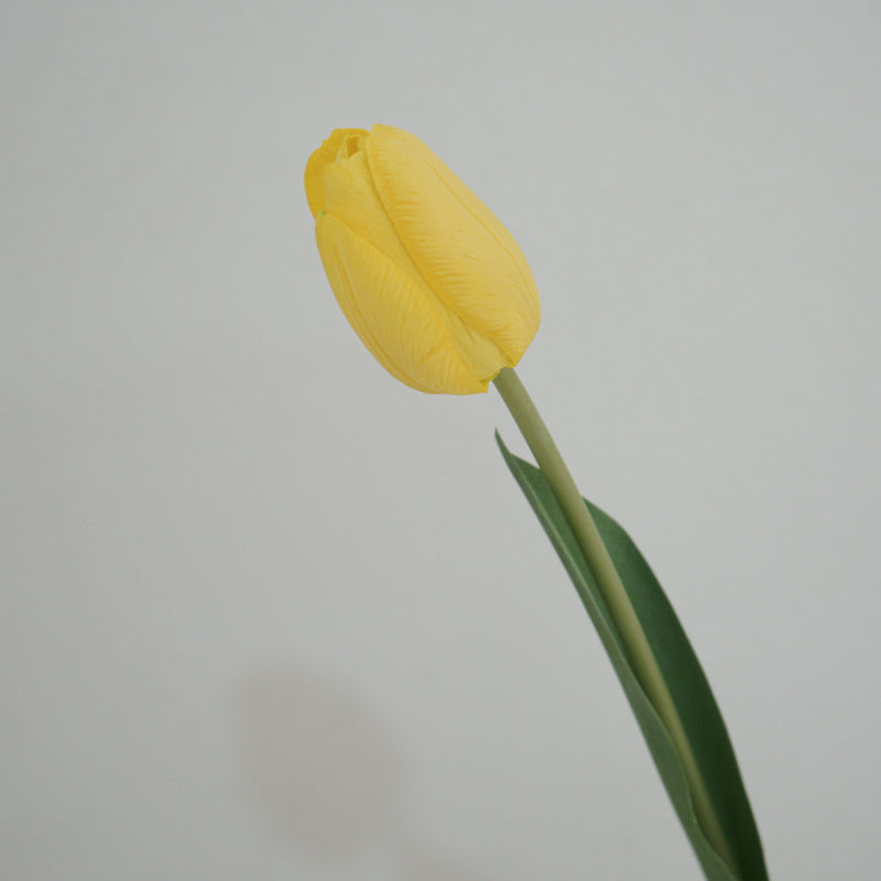 Tulip Symphony yellow