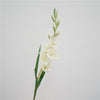 Gladiolus Arti White