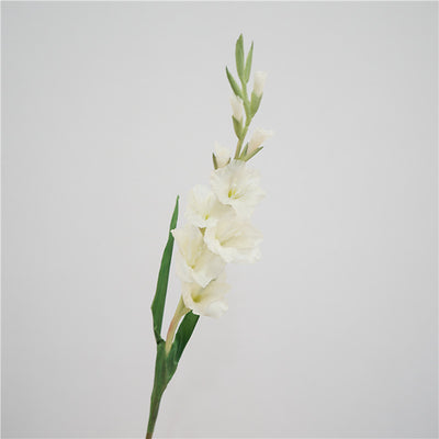 Gladiolus Arti White