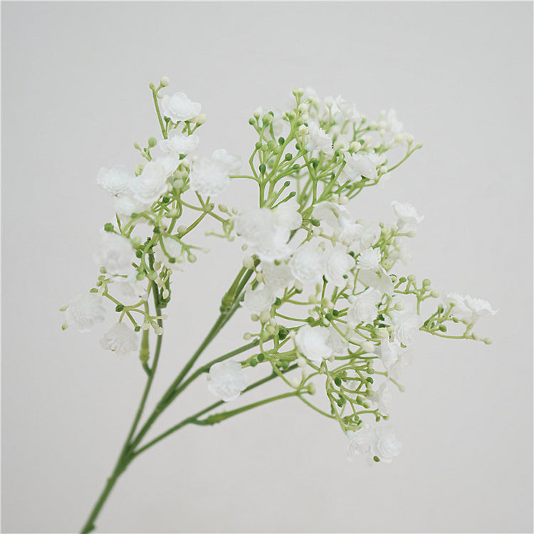 Gypsophila