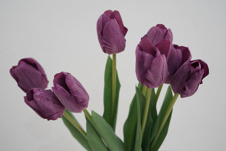 Tulip Symphony purple-gray