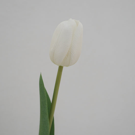 Tulip Symphony white