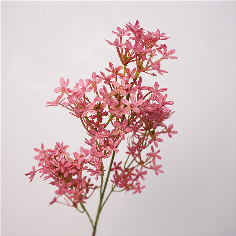 Pink White Ros 